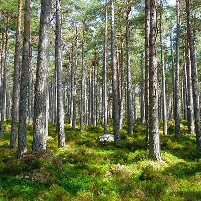 Aufnahme eines Waldes